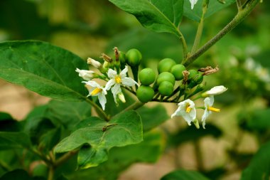 yumurta bitki çiçek (Türkiye berry: solanum torvum)