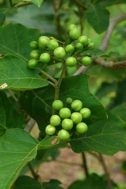 yumurta bitki çiçek (Türkiye berry: solanum torvum)