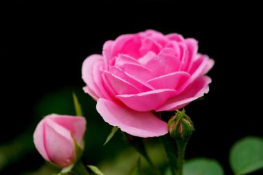 pembe Gül uçucu yağlar ekstraksiyon. (rosa damascena)