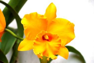 Sarı cattleya orkide yakın çekim