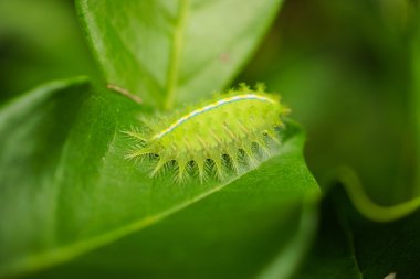 Yeşil solucan bırakır