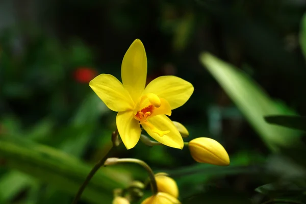 在热带的雨林里的兰花花黄色. — 图库照片