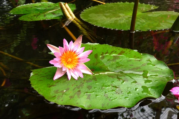 Lotus blossoms or waterlily flowers blooming — Stock Photo, Image