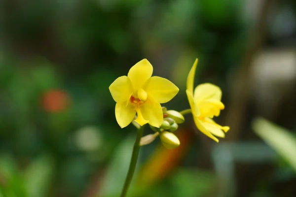 Żółte kwiaty orchidei w lasu tropikalnego. — Zdjęcie stockowe