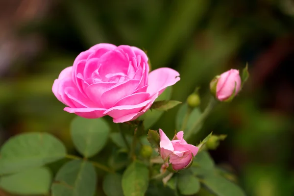 Rosa Rosen zur Gewinnung ätherischer Öle. (rosa damascena) — Stockfoto