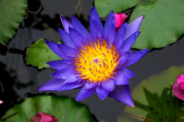 Lotus blossoms or waterlily flowers blooming — Stock Photo, Image