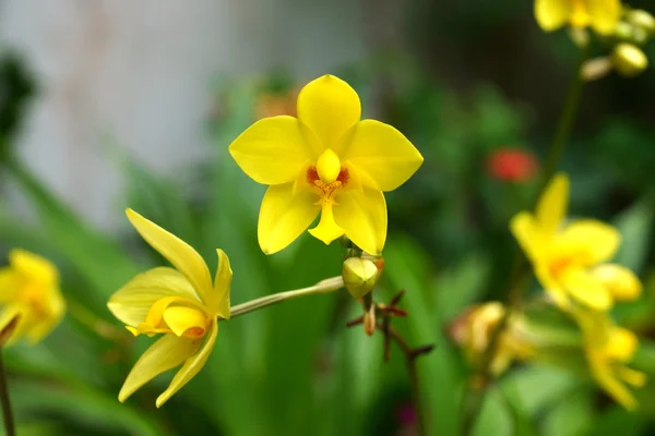 Gelbe Orchideenblüten im tropischen Regenwald. — Stockfoto