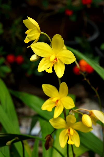 Yellow orchid flowers in the tropical rain forest. — Stock Photo, Image