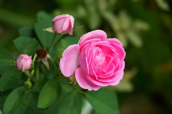 Розовые розы для экстракции эфирных масел. (Rosa damascena ) — стоковое фото