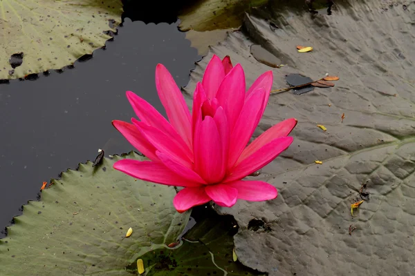 Lotus blossoms of waterlily bloemen bloeien — Stockfoto