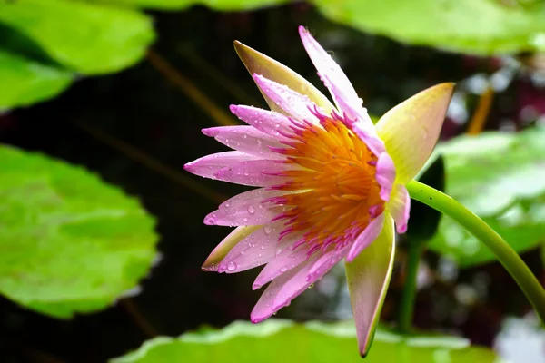 Lotus blossoms or waterlily flowers blooming — Stock Photo, Image