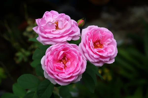 Рожеві троянди для вилучення ефірних масел. (rosa damascena) — стокове фото
