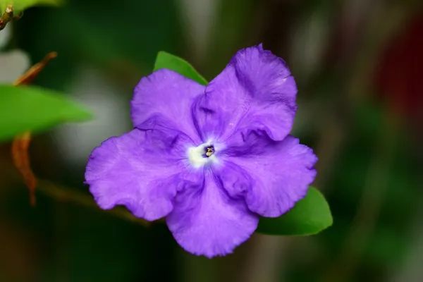 Violet flower of Brunfelsia Australis. — Stock Photo, Image