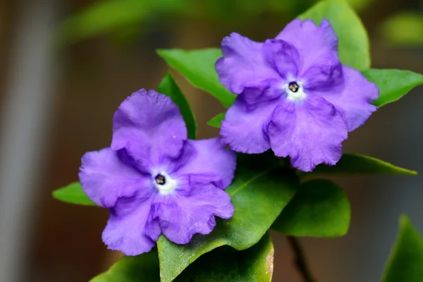 Flori violete din Brunfelsia Australis . — Fotografie, imagine de stoc