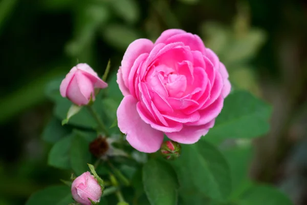 Rosas rosadas para la extracción de aceites esenciales. (Rosa damascena ) — Foto de Stock