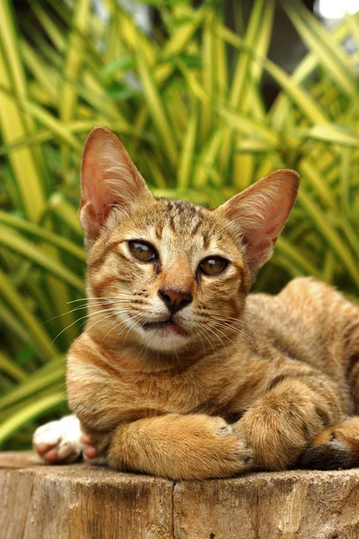 Bengal katt i ljusbrun och grädde på virket — Stockfoto