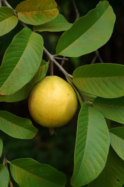 Guaven-Frucht (psidium guajava l) auf Baum. — Stockfoto