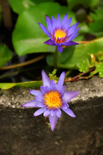 Kwiaty lotosu lub Lotos kwiaty kwitnące — Zdjęcie stockowe