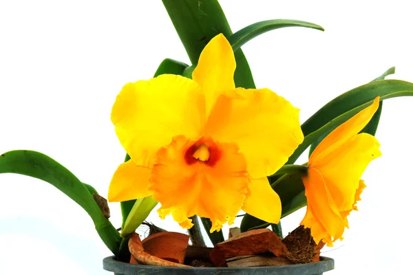 Żółta orchidea cattleya z bliska — Zdjęcie stockowe