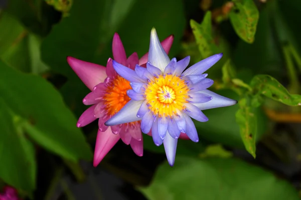 Kwiaty lotosu lub Lotos kwiaty kwitnące — Zdjęcie stockowe