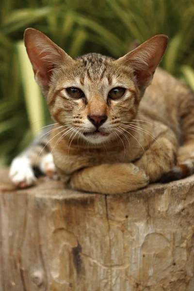 Gato de bengala em marrom claro e creme na madeira — Fotografia de Stock