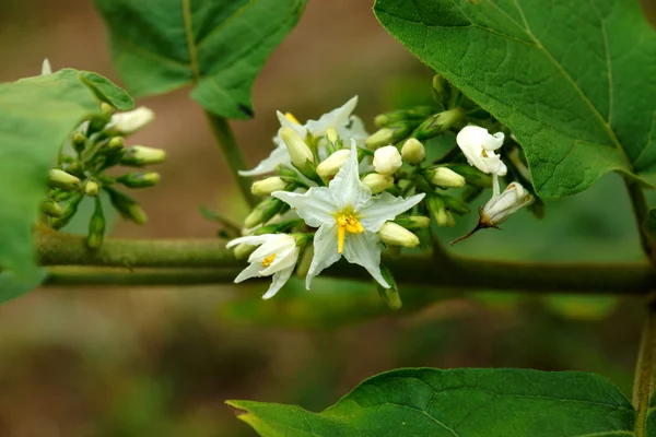 Flower of egg plants (Turkey berry : Solanum torvum) — Stock Photo, Image
