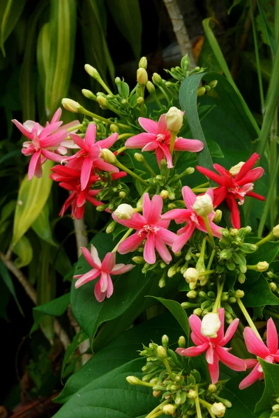 Beautiful flower of Rangoon creeper. — Stock Photo, Image