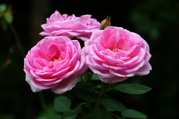 Rosas rosadas para la extracción de aceites esenciales. (Rosa damascena ) —  Fotos de Stock