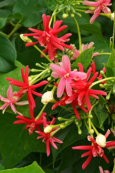 Hermosa flor de Rangún creeper . — Foto de Stock