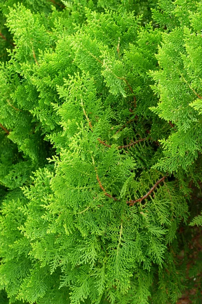 Folhas de pinheiros ou Arborvitae Oriental, Nome Científico: Thu — Fotografia de Stock