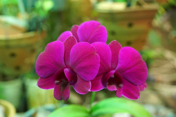 Flores de orquídea moídas na floresta tropical — Fotografia de Stock