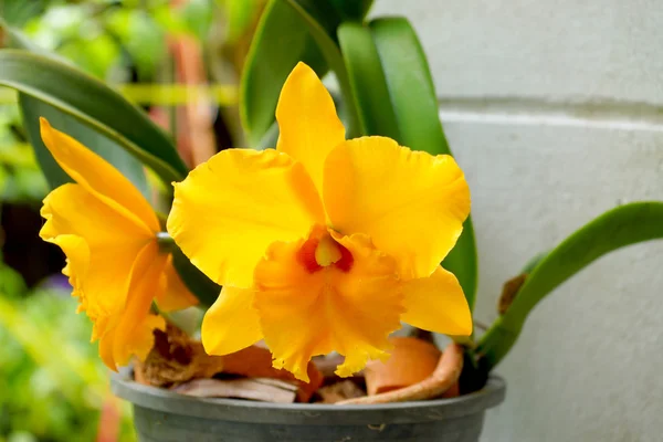 Yellow orchid cattleya close up — Stock Photo, Image