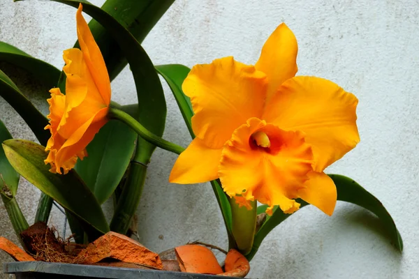 Желтая орхидея каттлея — стоковое фото