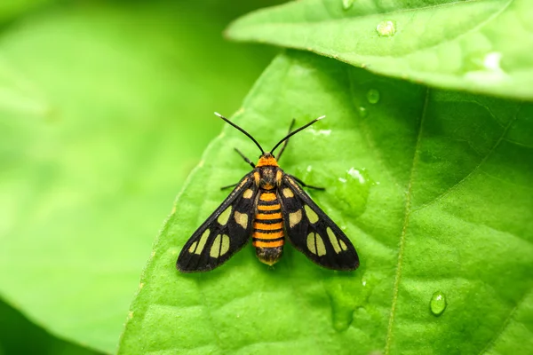 Borboleta em folhas — Fotografia de Stock