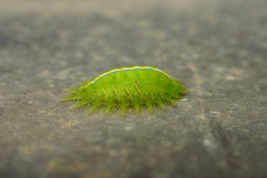 Yeşil solucan bırakır