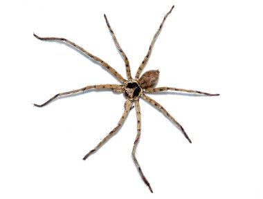 uzun bacaklı örümcek.