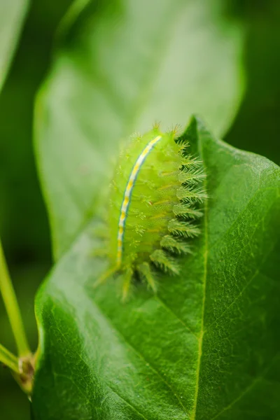 Grüner Wurm mit Blättern — Stockfoto