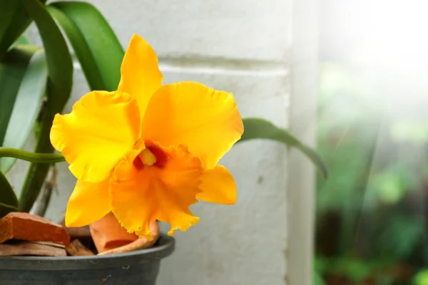 Yellow orchid cattleya close up — Stock Photo, Image