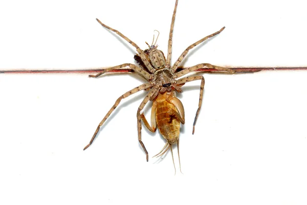 Long legs spider. — Stock Photo, Image