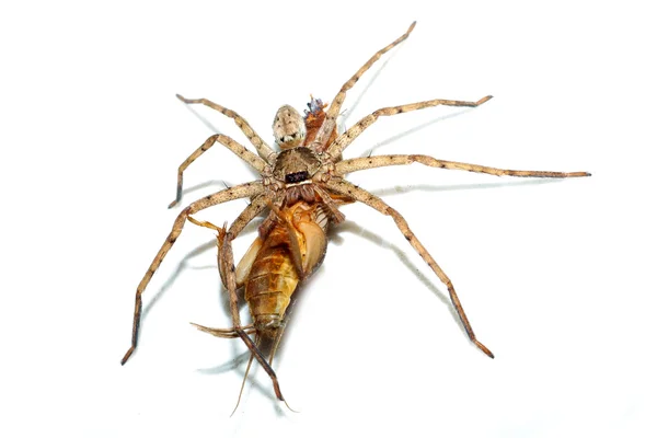 Long legs spider. — Stock Photo, Image