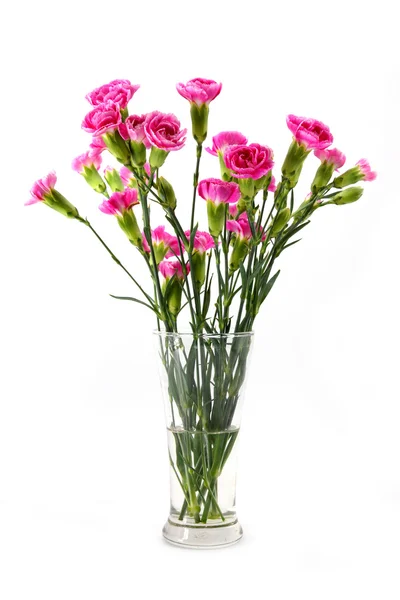 Nové mini karafiáty květina na bílém pozadí. — Stock fotografie
