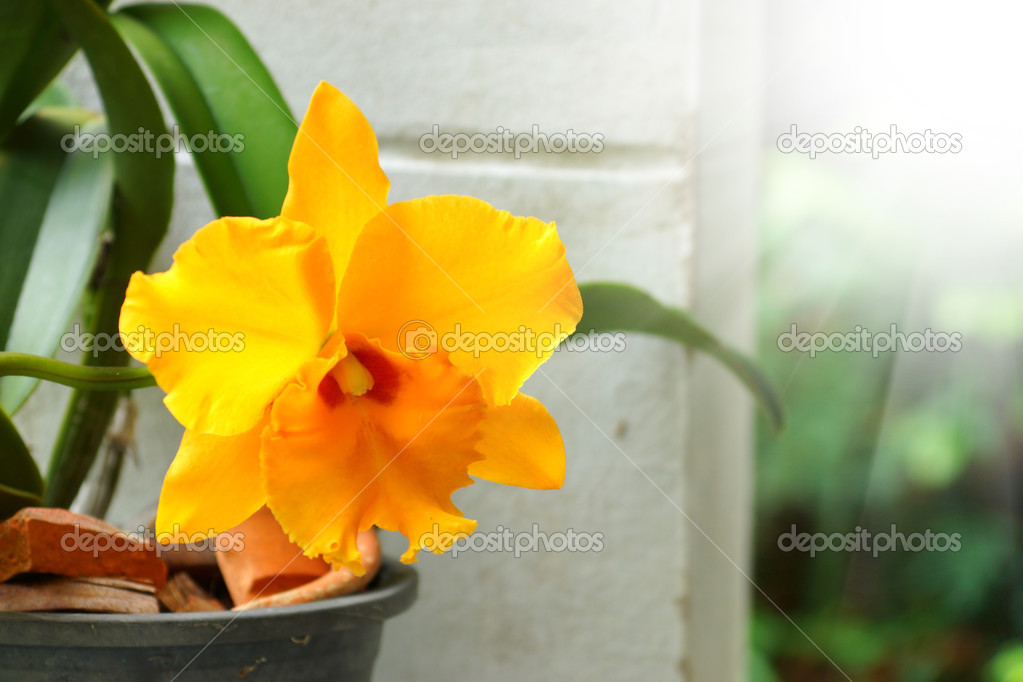 Yellow orchid cattleya close up