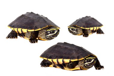 Salyangoz yiyen kaplumbağa beyaz arka planda (Malayemys macrocephala)