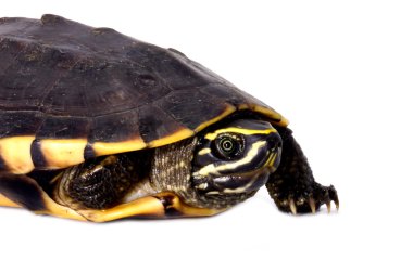 Salyangoz yiyen kaplumbağa beyaz arka planda (Malayemys macrocephala)