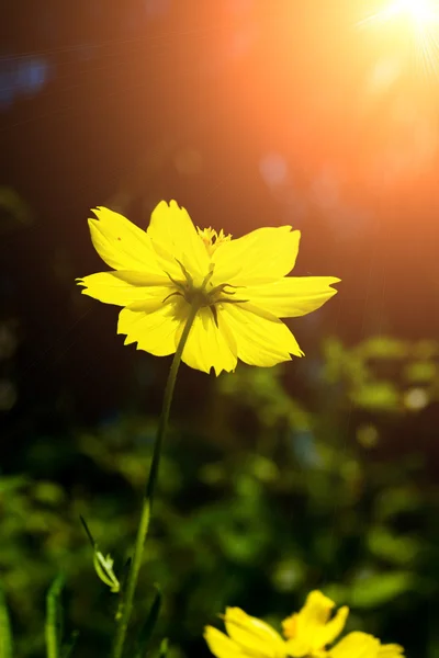 Cosmos çiçek — Stok fotoğraf