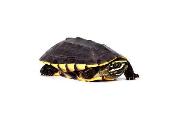 Σαλιγκάρι-κατάλληλος χελώνα σε άσπρο φόντο (Malayemys macrocephala) — Φωτογραφία Αρχείου