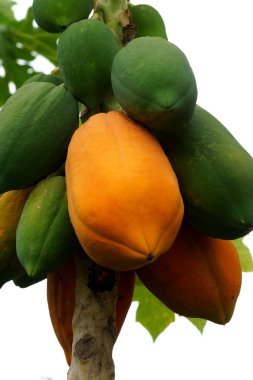 ağaç üzerinde olgunlaşmış ve ham papaya.