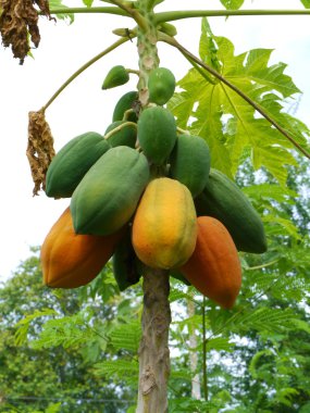 ağaç üzerinde olgunlaşmış ve ham papaya.