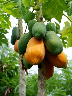 ağaç üzerinde olgunlaşmış ve ham papaya.