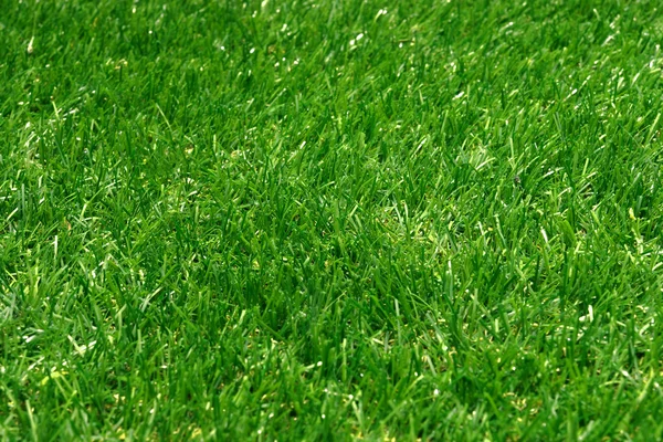 Campo de grama artificial vista superior textura — Fotografia de Stock